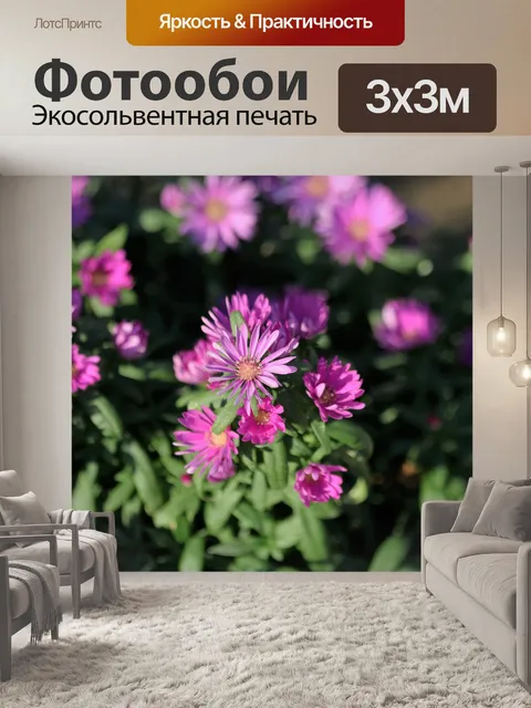 Фотообои Фиолетовый Астерс и Боке