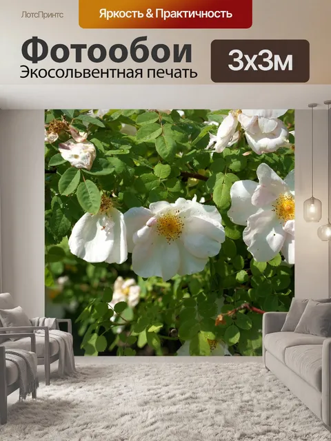 Фотообои Кустовая роза