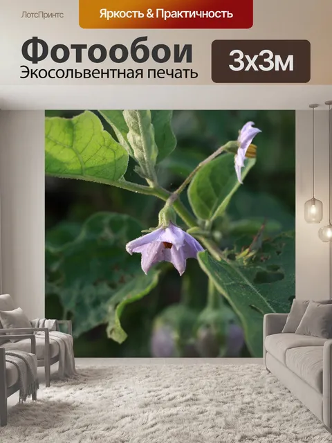 Фотообои Цветок