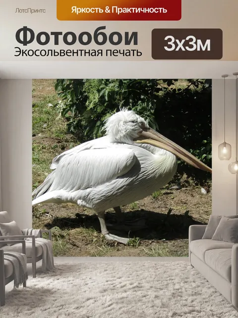 Фотообои Пеликан