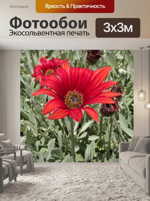 Фотообои Арктотис