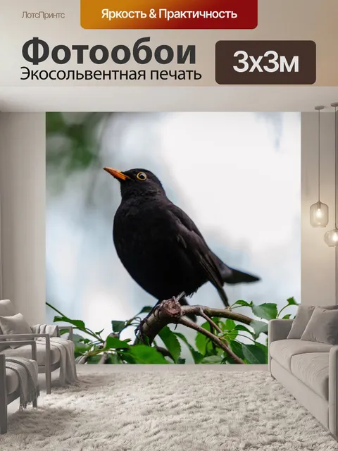 Фотообои Черный дрозд