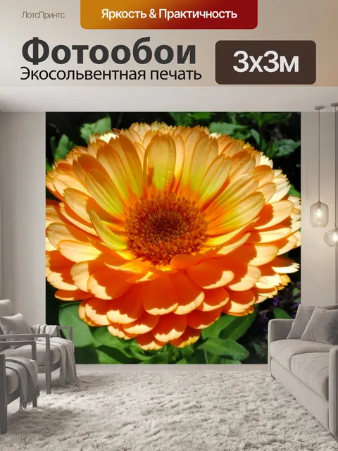Фотообои Оранжевый цветок календулы