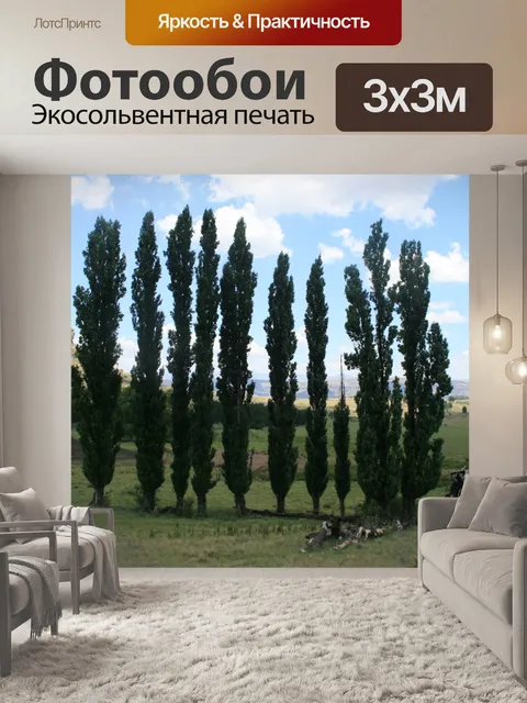 Фотообои Ломбарди тополей