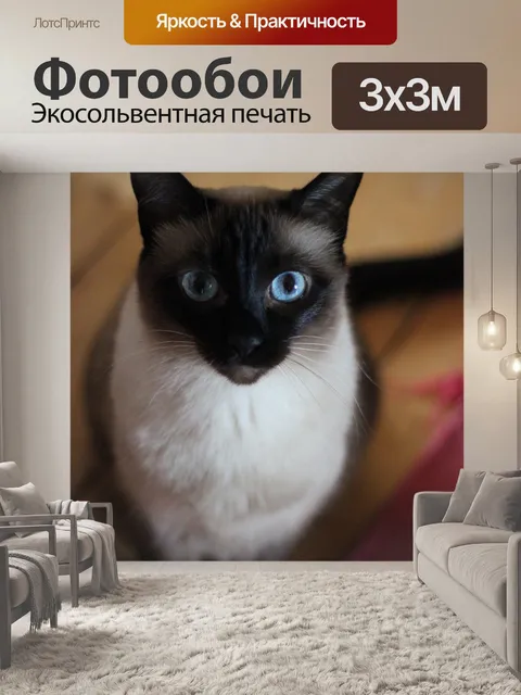 Фотообои Кошка