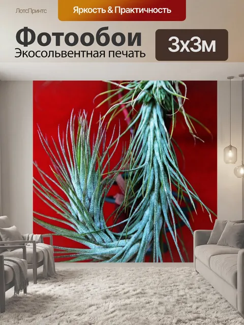 Фотообои Tillandsia funckiana