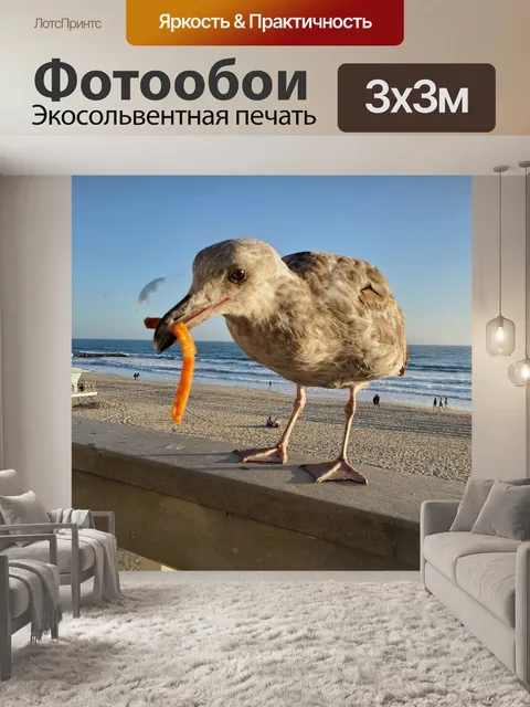 Фотообои Незрелая чайка ест морковь