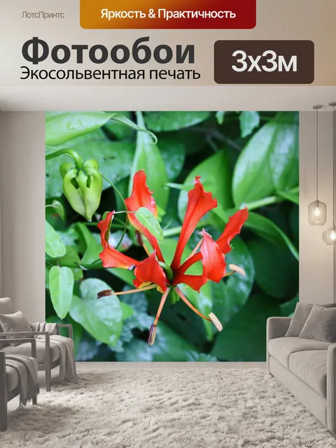 Фотообои красная огненная лилия с зеленой листвой