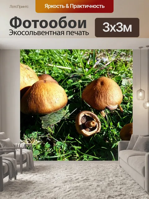 Фотообои Грибы