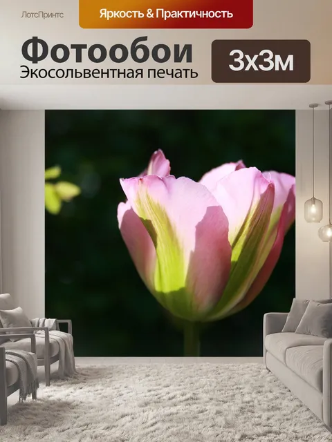 Фотообои Тюльпан