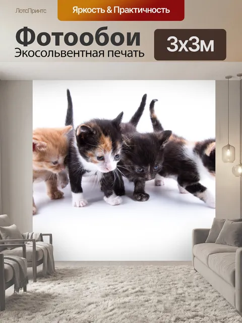 Фотообои Кот