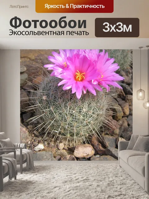 Фотообои Кактус