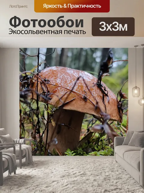 Фотообои Грибы в лесу, крупный план