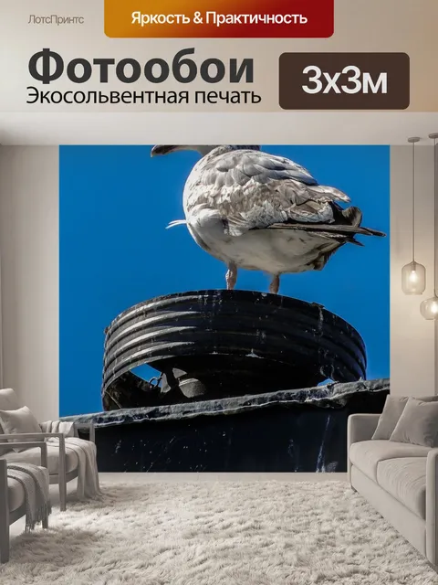 Фотообои Чайка