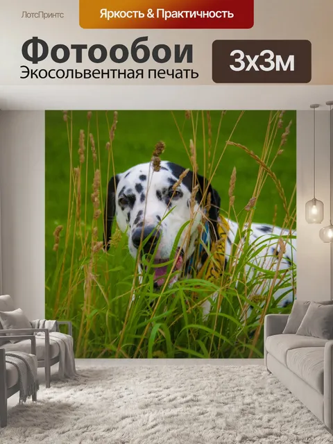 Фотообои Далматинец