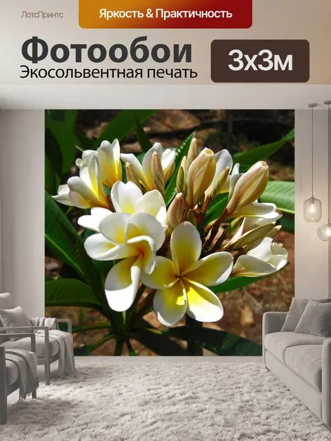 Фотообои гроздь раскрытых цветов франжипани