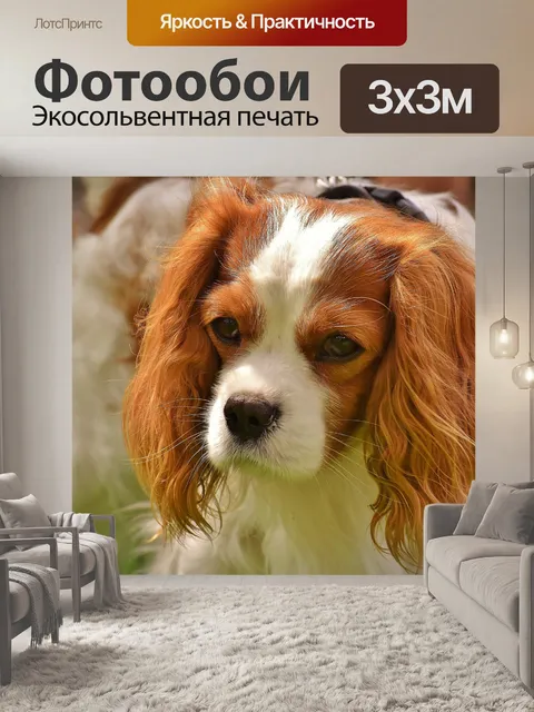 Фотообои Собака
