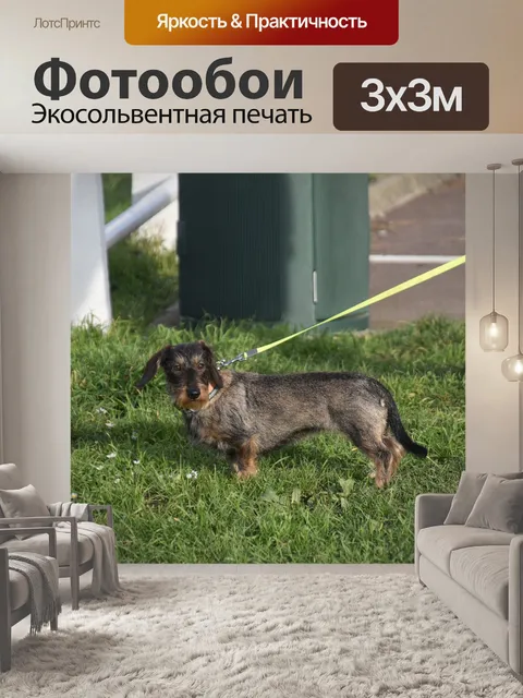 Фотообои Собака