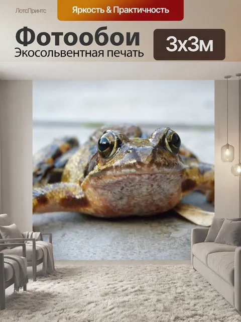 Фотообои Лягушка