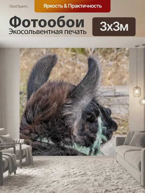 Фотообои Лама уши