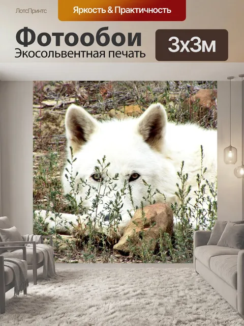 Фотообои Волк