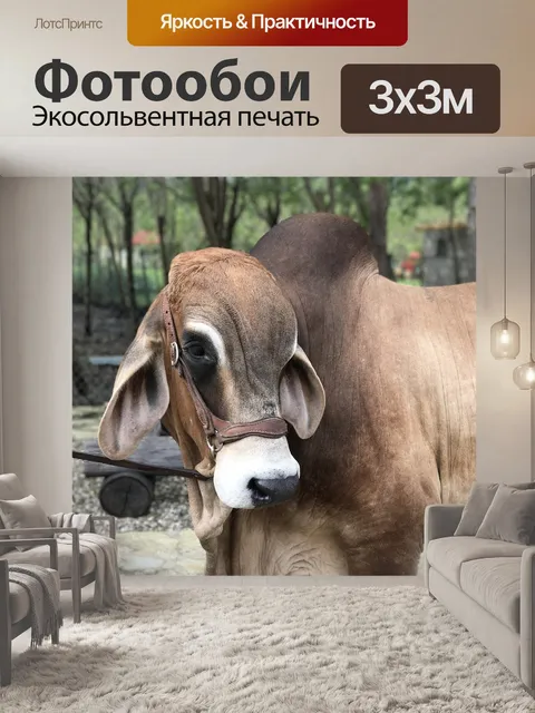 Фотообои Доминиканский