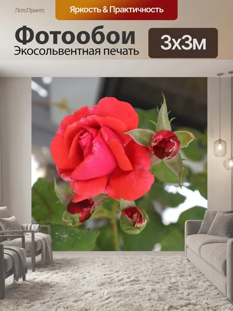 Фотообои Красная роза