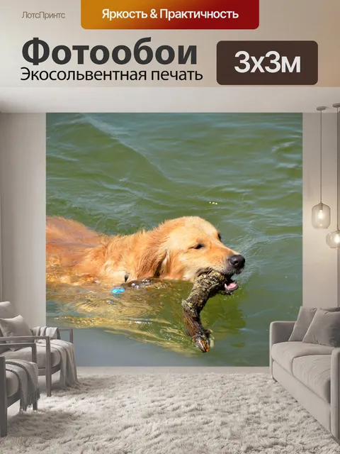 Фотообои Золотистый ретривер