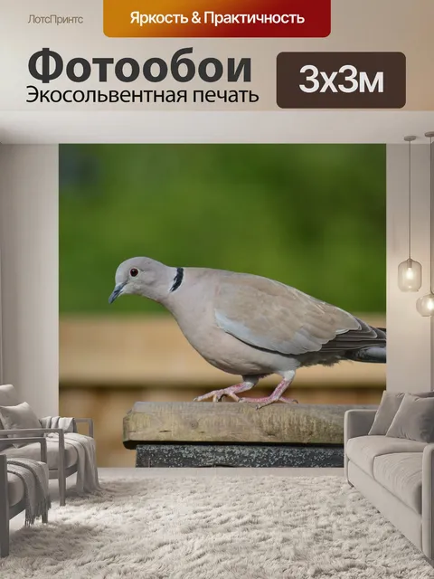 Фотообои Голубь с кольцевой шеей