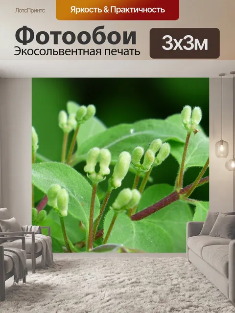 Фотообои Жимолость настоящая