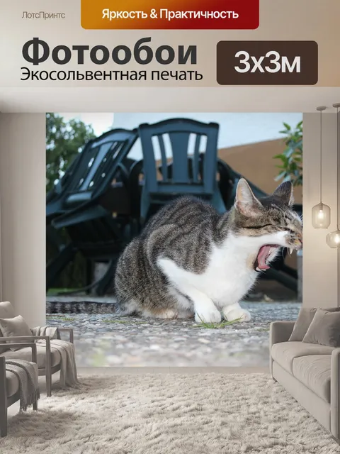 Фотообои Кот