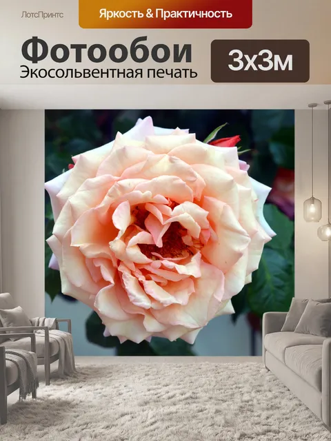 Фотообои Роза