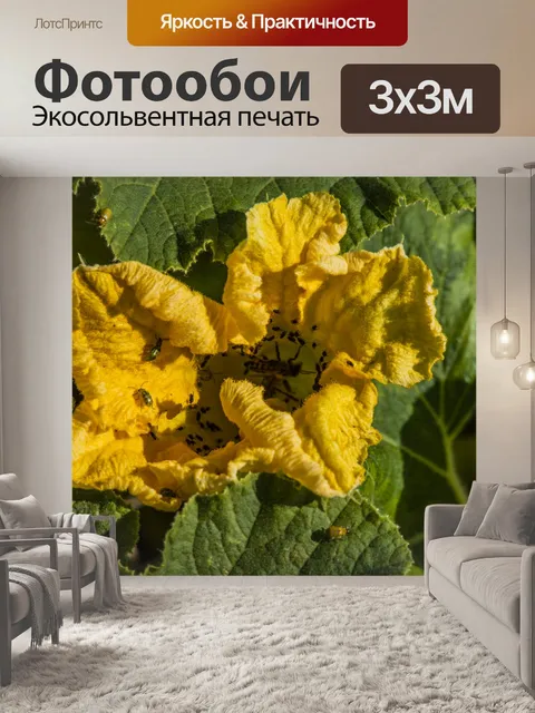 Фотообои Желтый тыквенный цветок