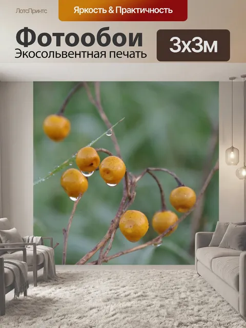 Фотообои Апельсиновые ягоды с каплями воды