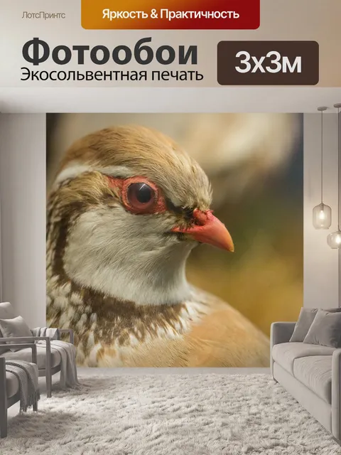 Фотообои французская куропатка