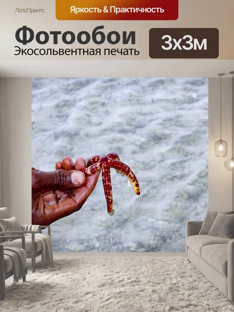 Фотообои морская звезда