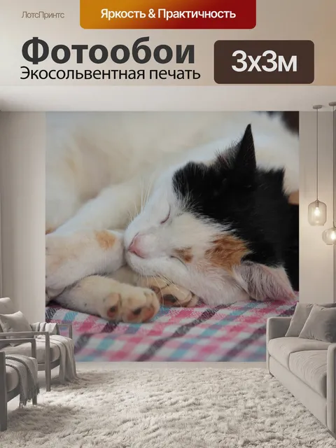 Фотообои Кошка