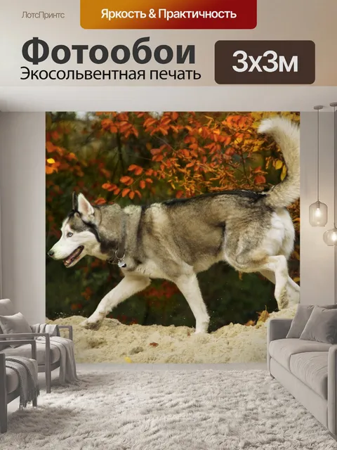 Фотообои Хаски собака ездовая собака
