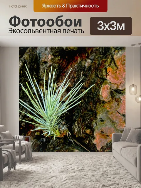 Фотообои Сосна иглы Росток