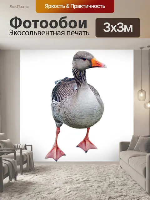 Фотообои Серый гусь