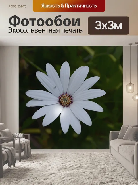Фотообои Белая ромашка