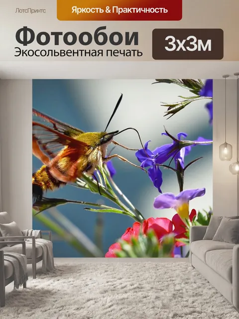 Фотообои Бабочка сфинкс колибри