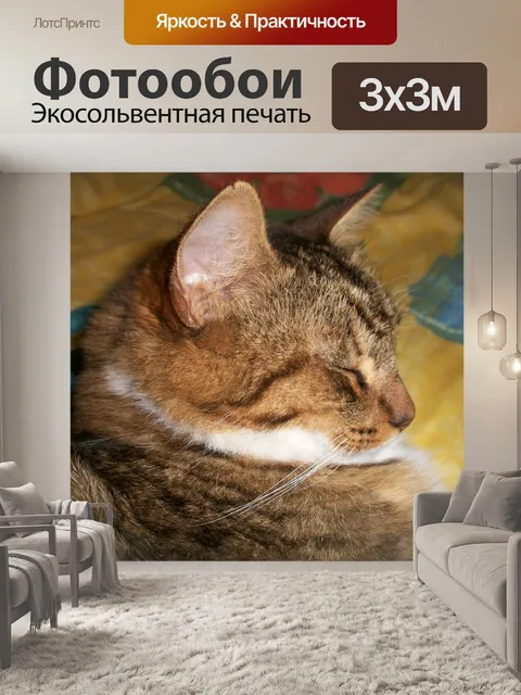 Фотообои Кошка