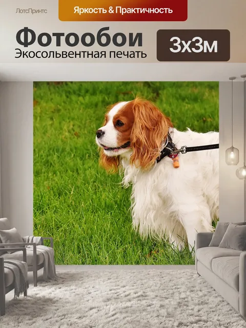 Фотообои Собака