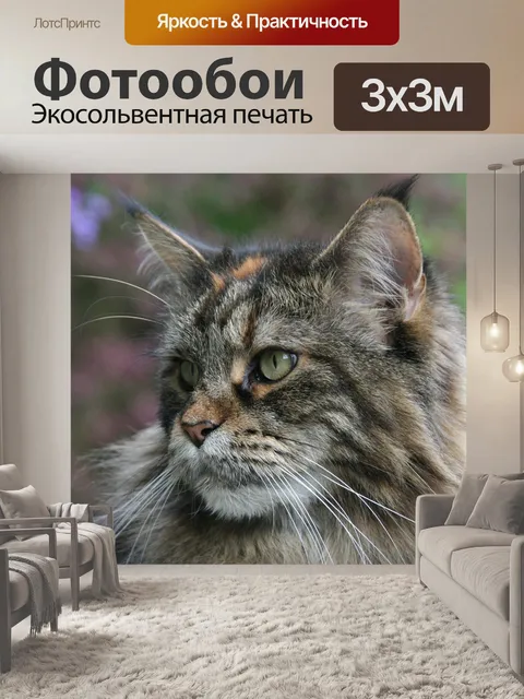 Фотообои Мейн кун