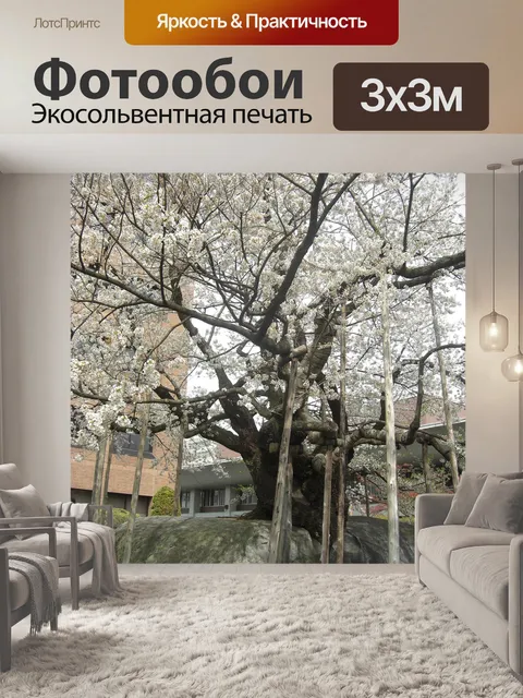 Фотообои Ishiwari сакура япония