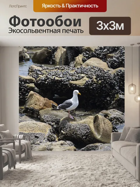 Фотообои чайка