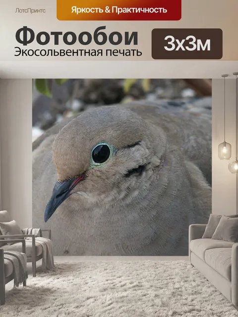 Фотообои Голубь