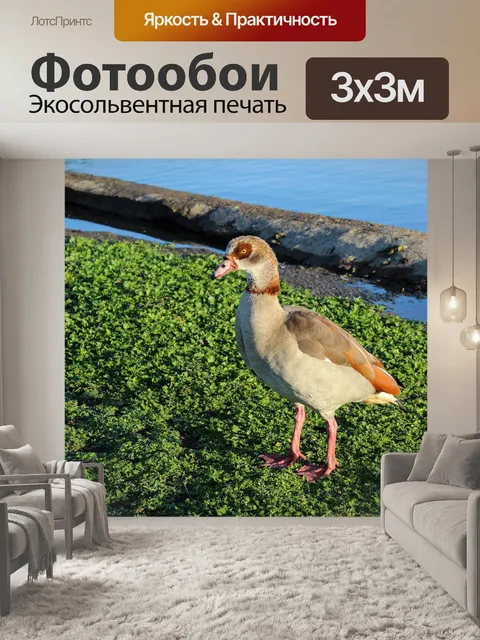 Фотообои Египетские гуси