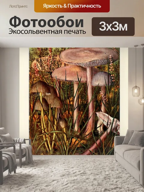Фотообои Грибы век винтаж старый